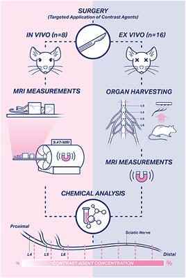 MR Imaging of Peripheral Nerves Using Targeted Application of Contrast Agents: An Experimental Proof-of-Concept Study